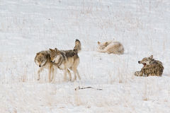 Yellowstone wolf pups playing with alphas