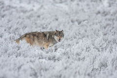 Yellowstone wolf in winter