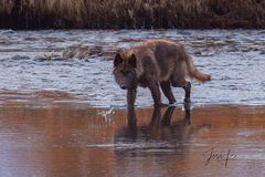 Yellowstone wolf in Lamar River
