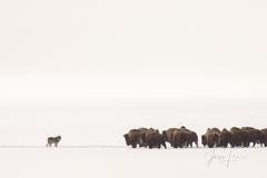 Yellowstone wolf