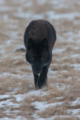 Picture of a black Wolf approaching 