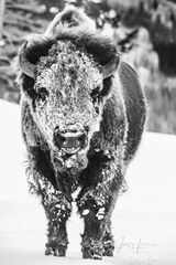  Snow Covered Bison