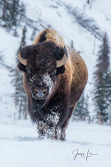 Yellowstone Bison in Winter with snow and frost