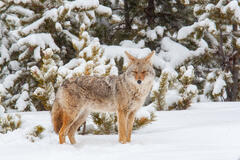 Coyote Photograph 7