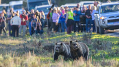 Tourist and Grizzly Bears