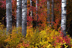 Colored Birch