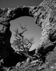 Dead Tree Arch