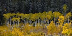 Autumn  Aspen Color Layers