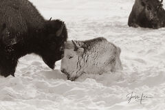 Frozen Bison and calf