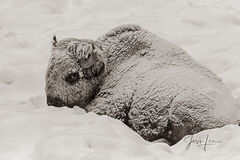Bison Calf in winter ice and snow sepia