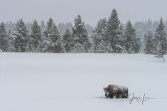 Lone Bison in Winter