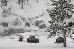 Wintering Bison in Thermal Hot Spring