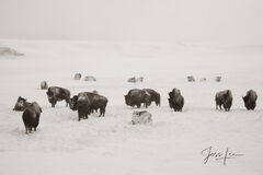 Hayden Valley  Winter Buffalo
