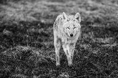 Coyote Photo 