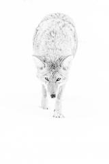 Coyote Photograph 12