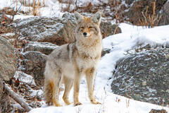 Coyote Photograph 17