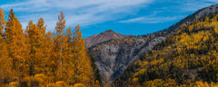 Aspens turning Color with the Colorado  Rockies