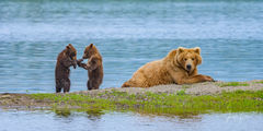 Brown / Grizzly bear cubs fighting