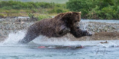 Stretching out | brown bear leaping on salmon 