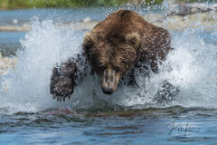 On Point | Grizzly Hunting Salmon