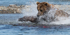 Out of Reach | Brown Bear Fishing