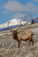 End of winter Elk