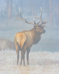 Elk in cool morning mist