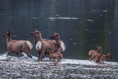 Cow and calf elk crossing a river