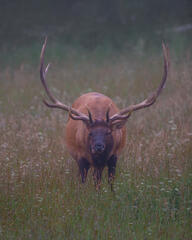 Bull elk looking threatening to photographer