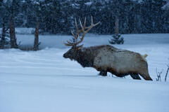 One step at a time elk in deep winter snow