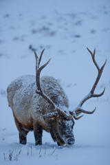 Waiting for spring Elk in winter