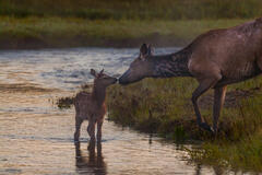 Kissing Cow and Calf Elk