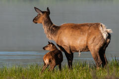 Elk cow and calf on alert