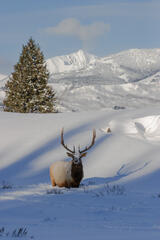 Elk Photo Print, Bull Elk in winter
