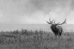 Bull Elk coming out of the river mist in the morning
