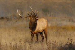 Lone Bull Elk bugling