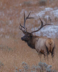 Big Bull Elk in Snow