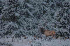 Elk in fresh snow