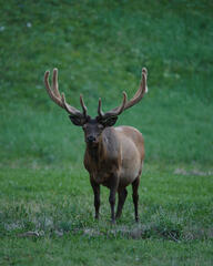 Elk Photo Print, Bull Elk in morning