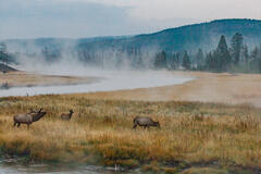 Elk Photo Print, Bull Elk