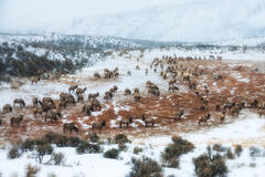 Elk Photo Print, Bull Elk herd