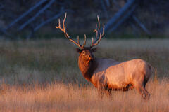 Elk Photo Print, Bull Elk at sunrise