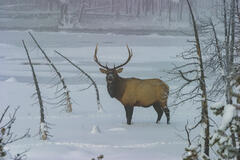 Elk in winter snow photograph