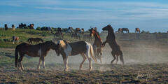 Horse fighters