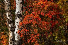 Flaming Birch Trees