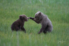 Grizzly Cubs at play
