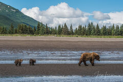 Grizzly Bear Cubs Photo 305