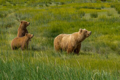 Grizzly Bear Family Photo 302