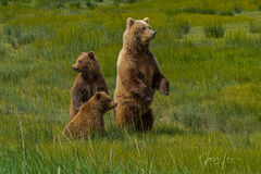 Grizzly Bears standing Photo 301