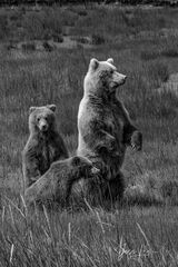 Grizzly Bear and cubs standing photo